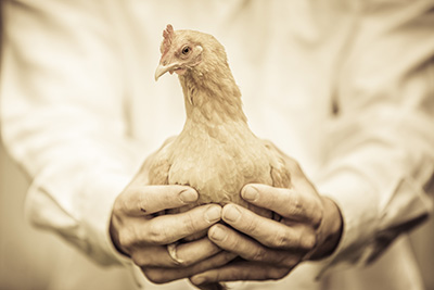 TOUT sur lu0027adoption des poules quand on est vegan/antispéciste